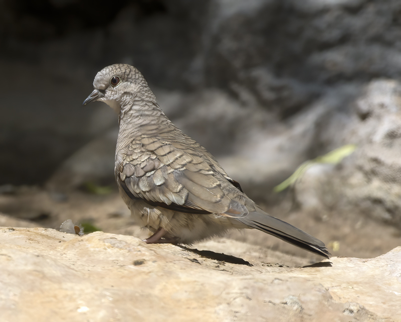 Inca_Dove_15_AZ_007