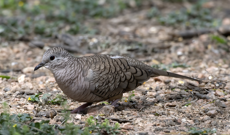 Inca_Dove_19_TX_001