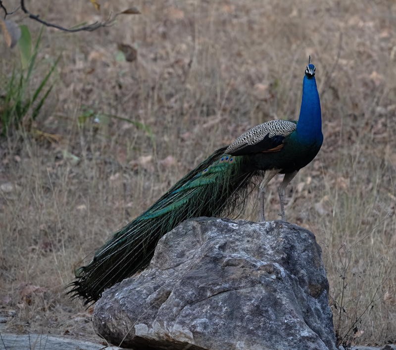 Indian_Peafowl_25_India_002