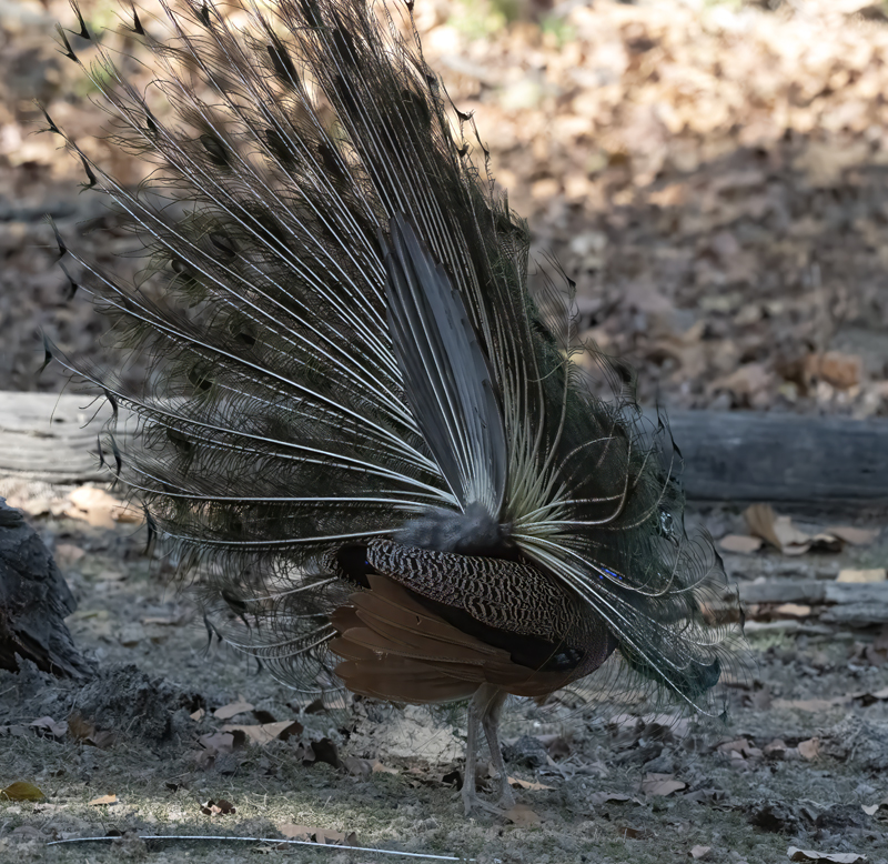 Indian_Peafowl_25_India_015