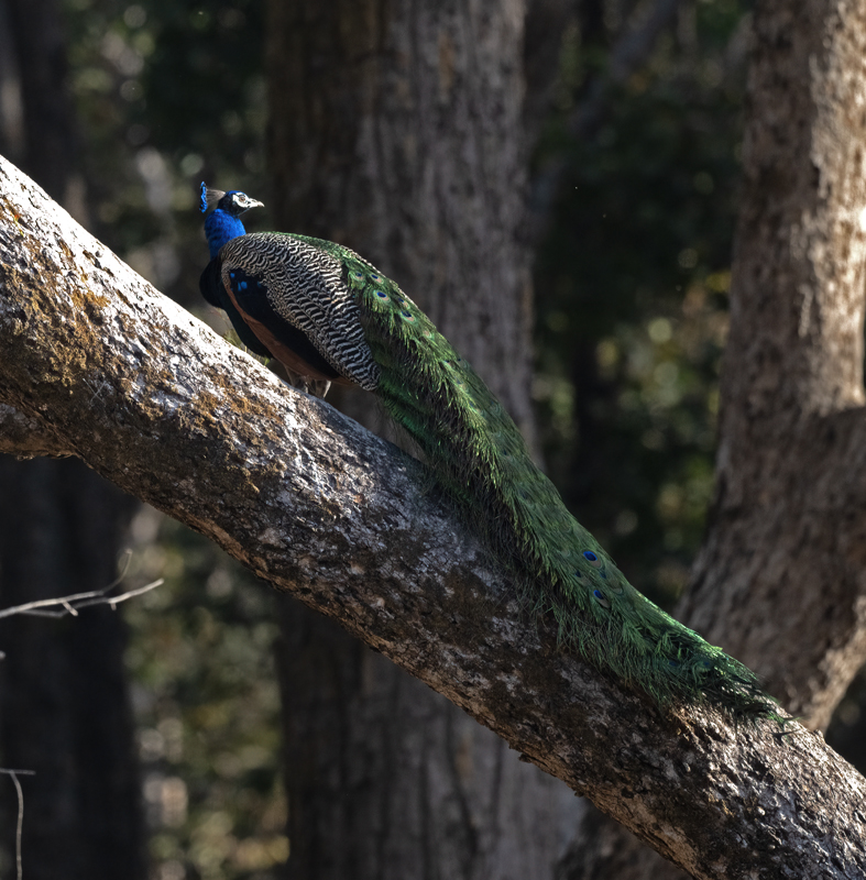 Indian_Peafowl_25_India_022
