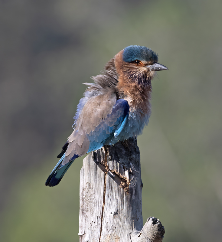Indian_Roller_25_India_006