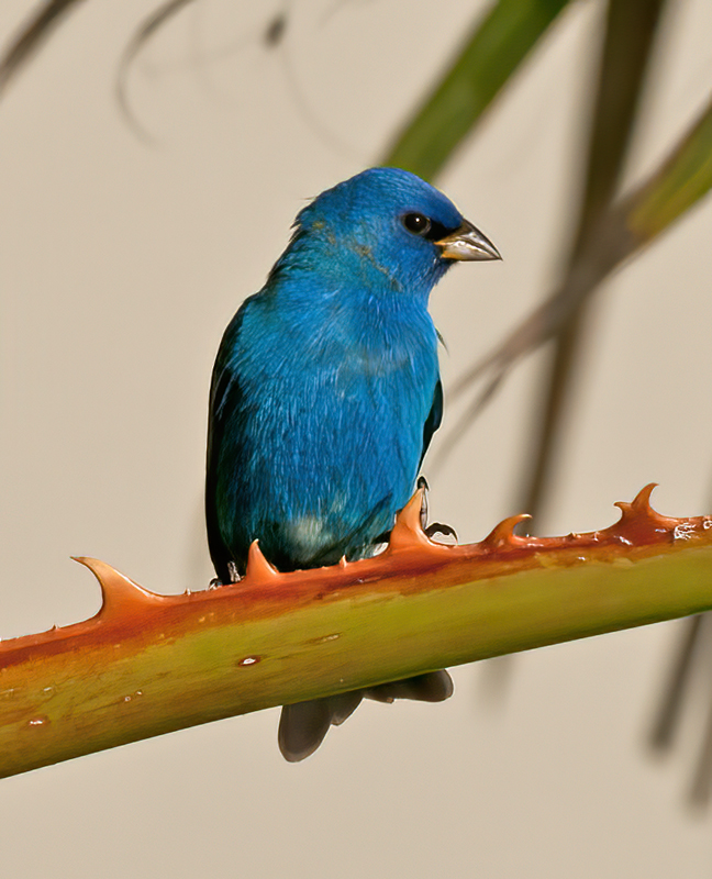 Indigo_Bunting_11_FL_004
