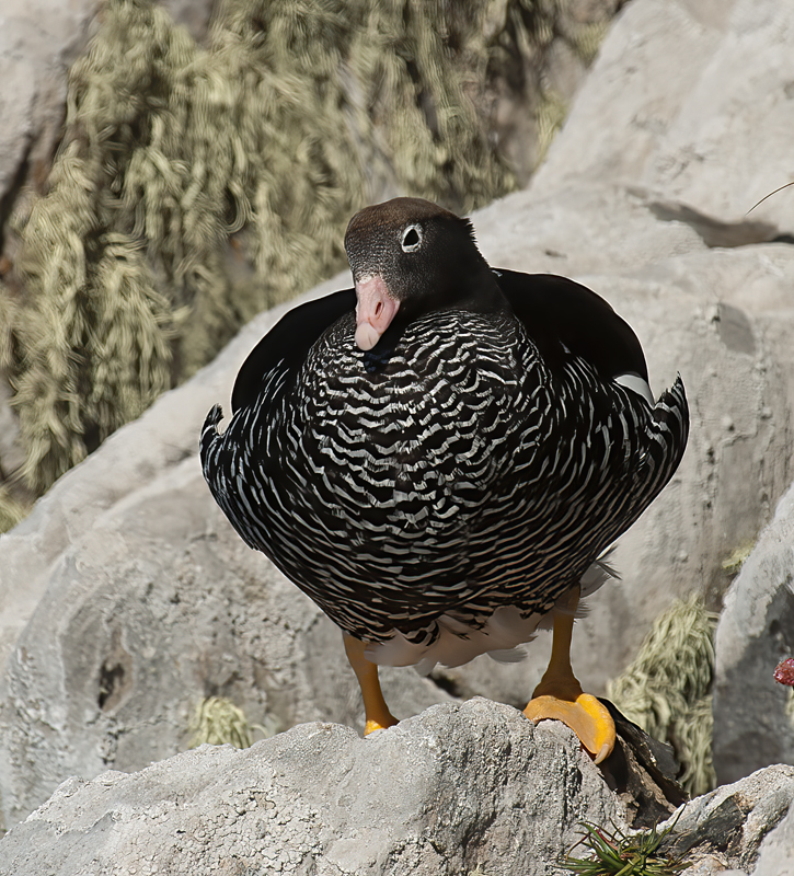 Kelp_Goose_98_Falklands_011