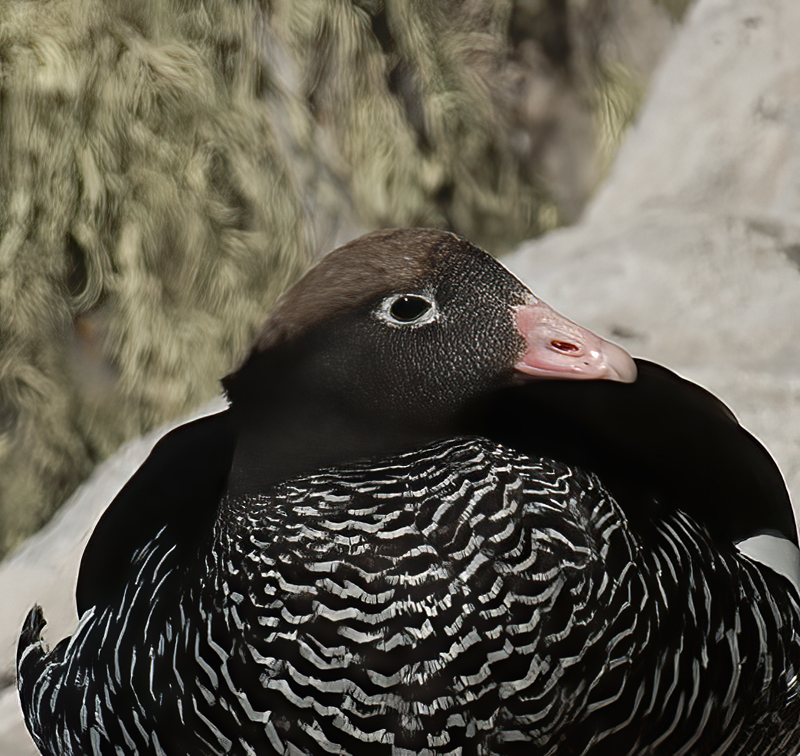 Kelp_Goose_98_Falklands_015