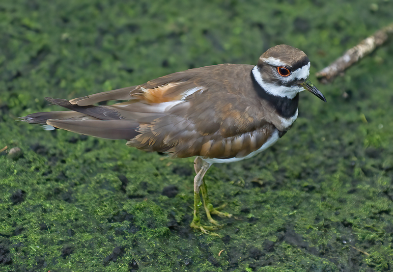 Killdeer_09_FL_010
