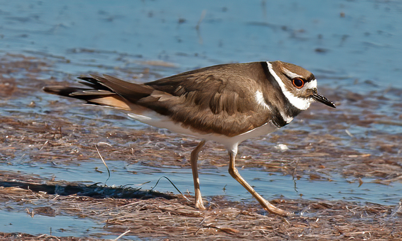 Killdeer_11_FL_027