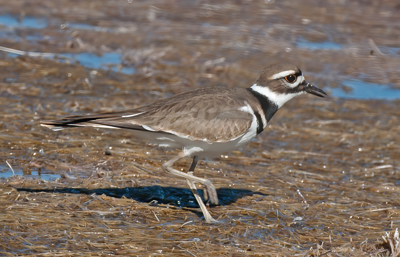 Killdeer_11_FL_033