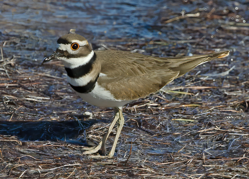 Killdeer_11_FL_054