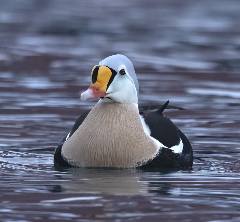 King_Eider_23_Norway_533