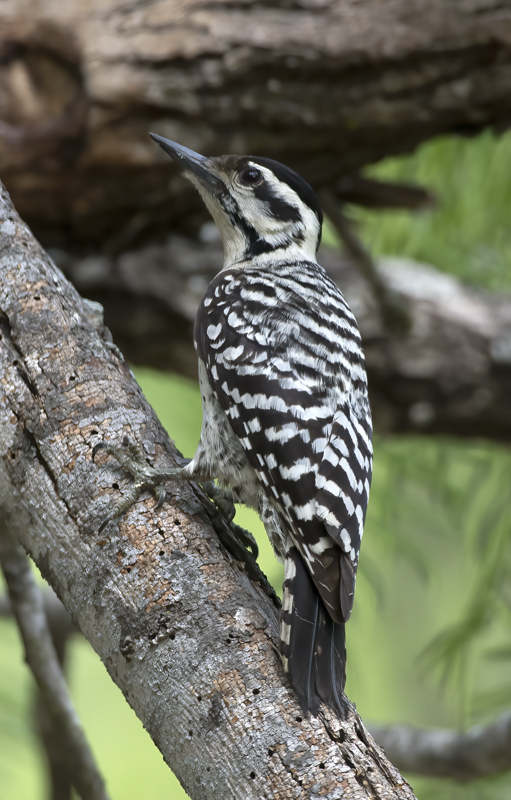 Ladder-backed_Woodpecker_TX_18_010