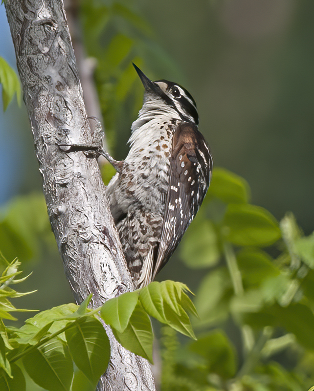 Ladder_backed_Woodpecker_13_CA_011