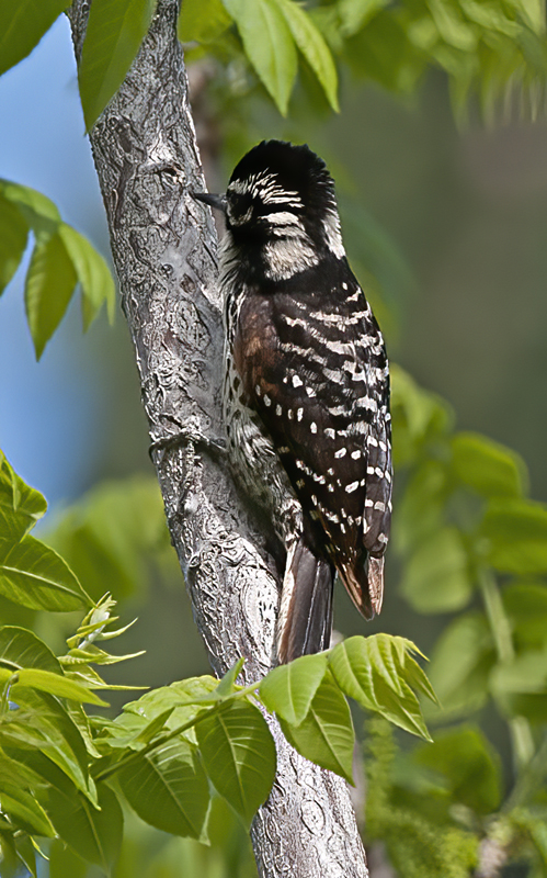 Ladder_backed_Woodpecker_13_CA_013