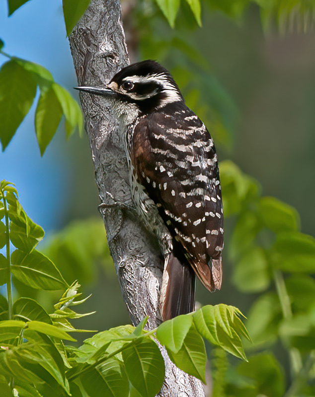 Ladder_backed_Woodpecker_13_CA_014