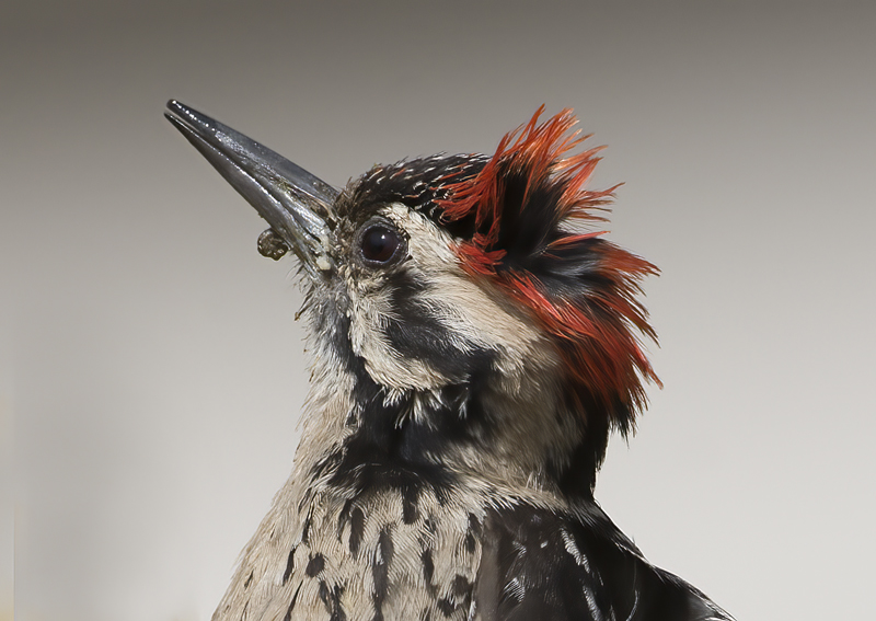 Ladder_backed_Woodpecker_15_AZ_019