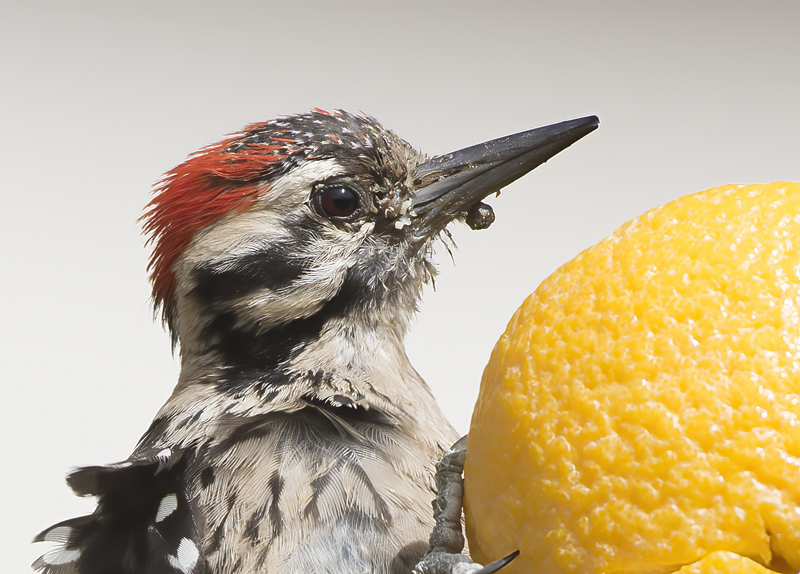Ladder_backed_Woodpecker_15_AZ_020
