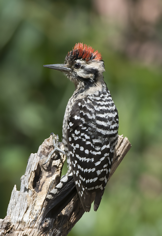 Ladder_backed_Woodpecker_15_AZ_031