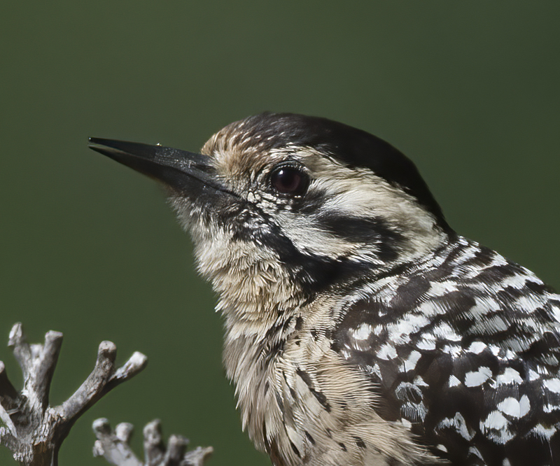 Ladder_backed_Woodpecker_15_AZ_032