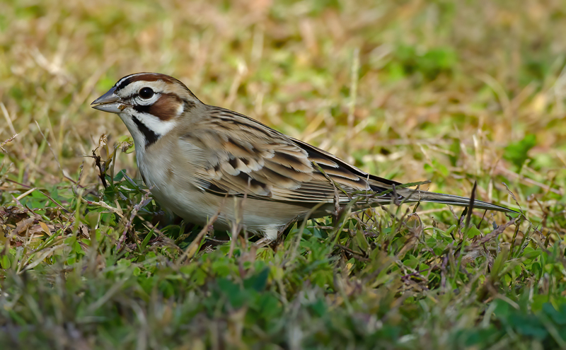 Lark_Sparrow_11_CA_029