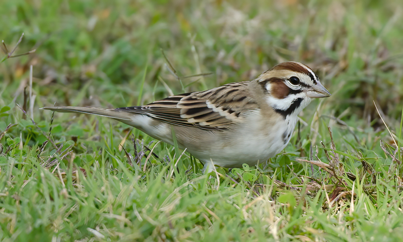 Lark_Sparrow_11_CA_034