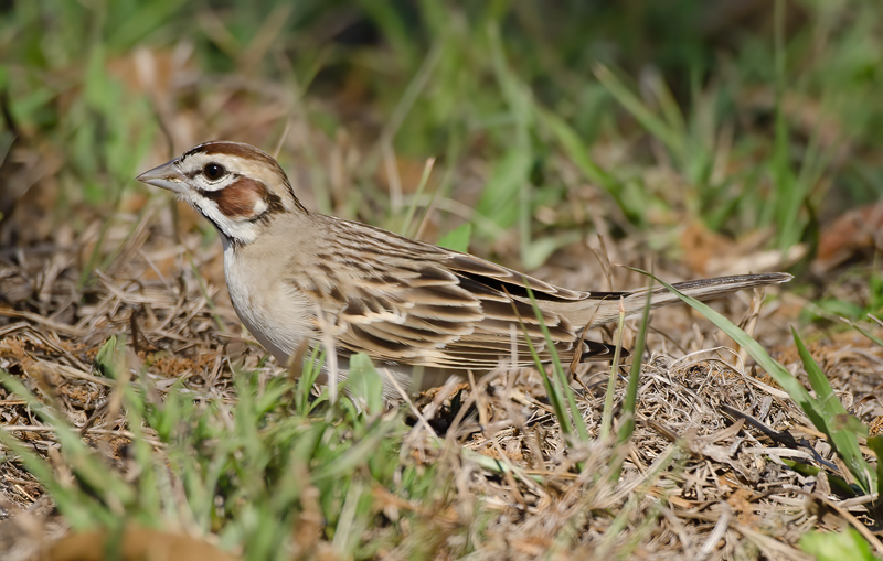 Lark_Sparrow_11_FL_043