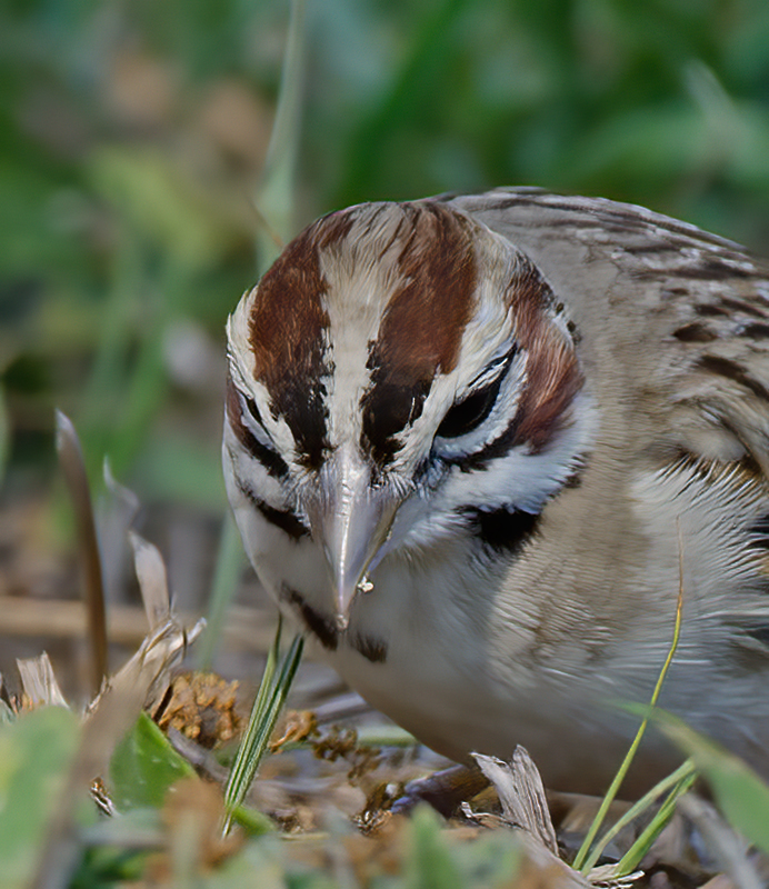 Lark_Sparrow_11_FL_051