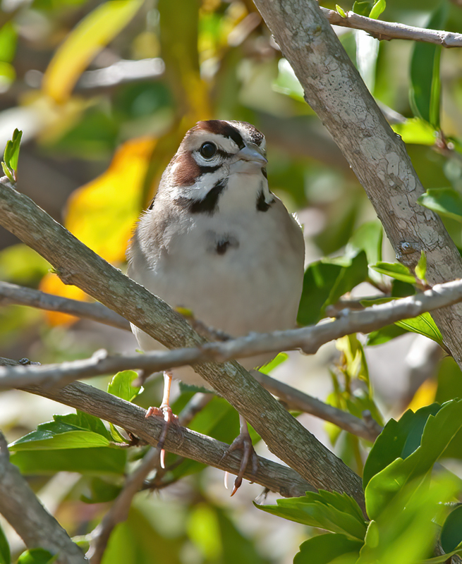 Lark_Sparrow_11_FL_054