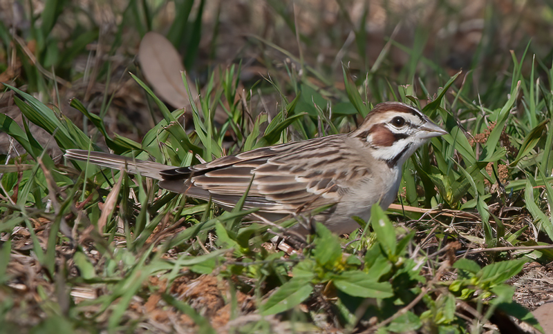 Lark_Sparrow_11_FL_059