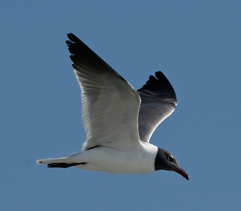 Laughing_Gull_09_FL_003