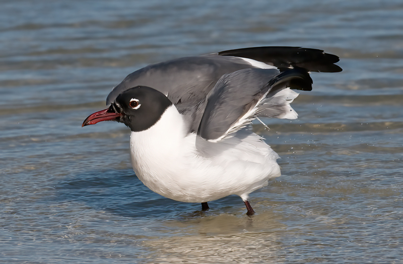 Laughing_Gull_09_FL_007