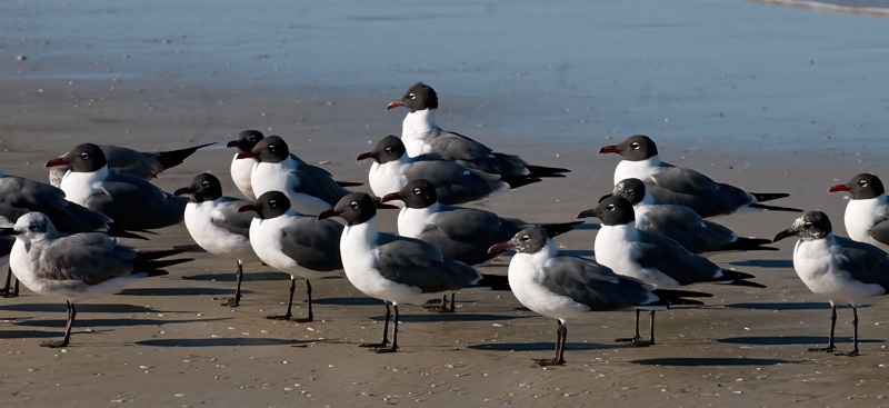 Laughing_Gull_09_FL_019