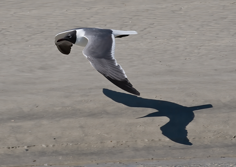 Laughing_Gull_09_FL_022