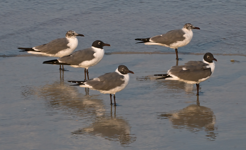 Laughing_Gull_09_FL_033