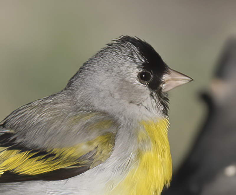 Lawrences_Goldfinch_16_CA_033