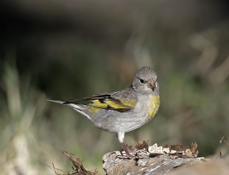 Lawrences_Goldfinch_16_CA_043