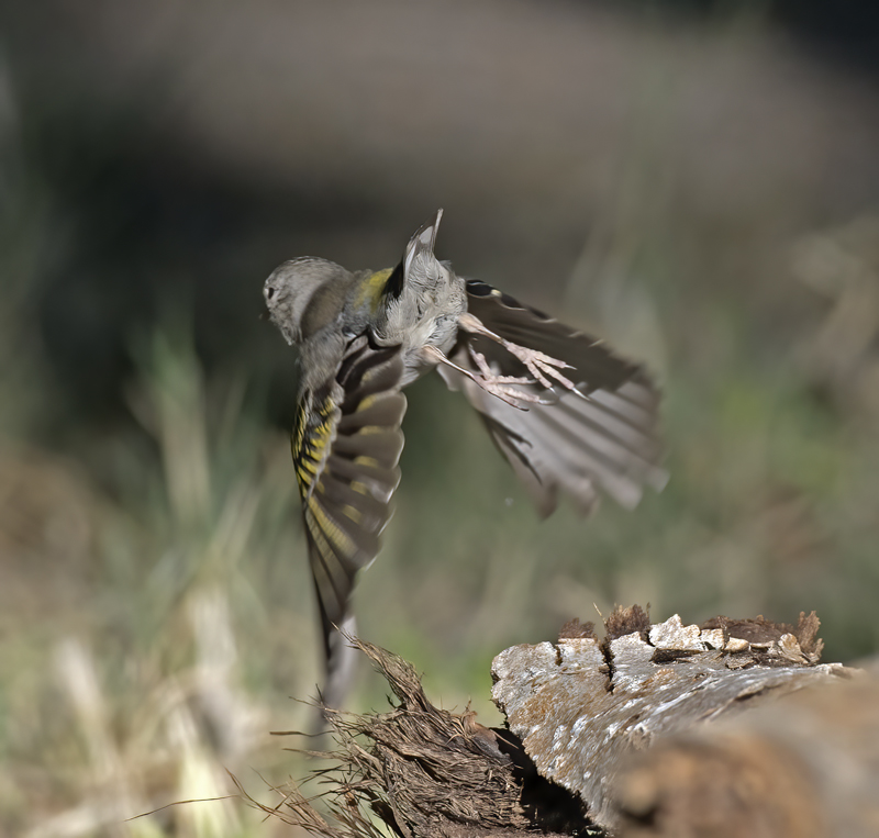 Lawrences_Goldfinch_16_CA_045