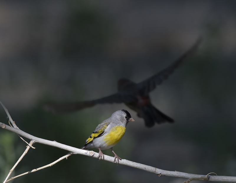 Lawrences_Goldfinch_16_CA_064