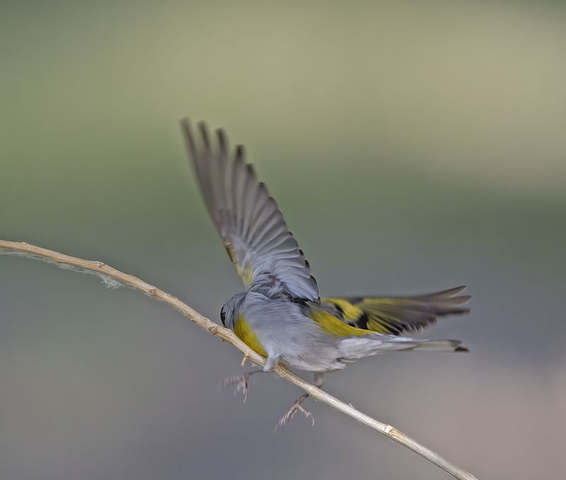 Lawrences_Goldfinch_16_CA_068