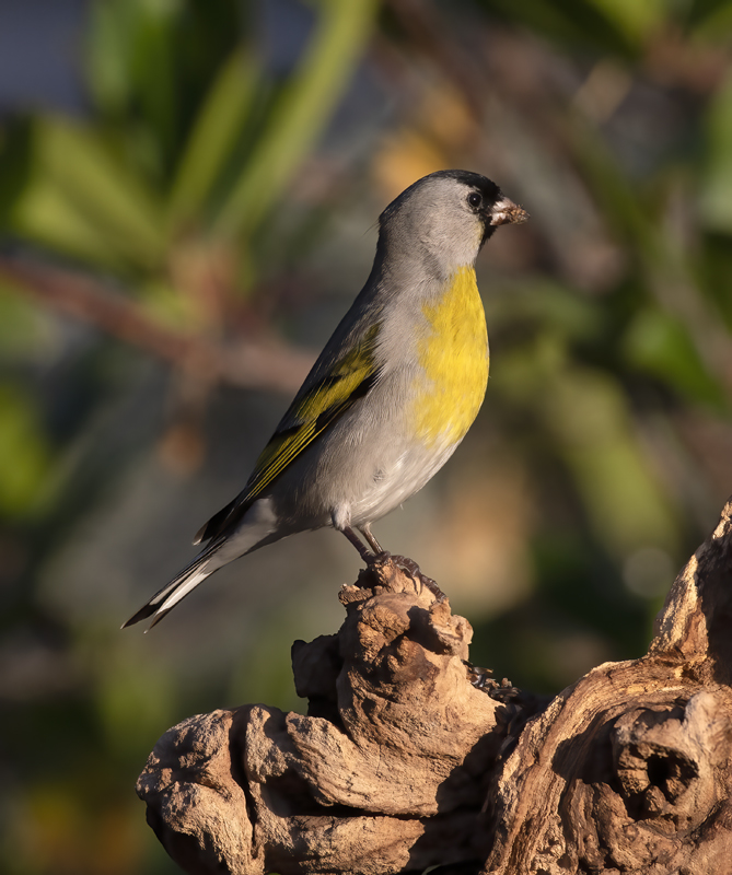 Lawrences_Goldfinch_21_CA_137