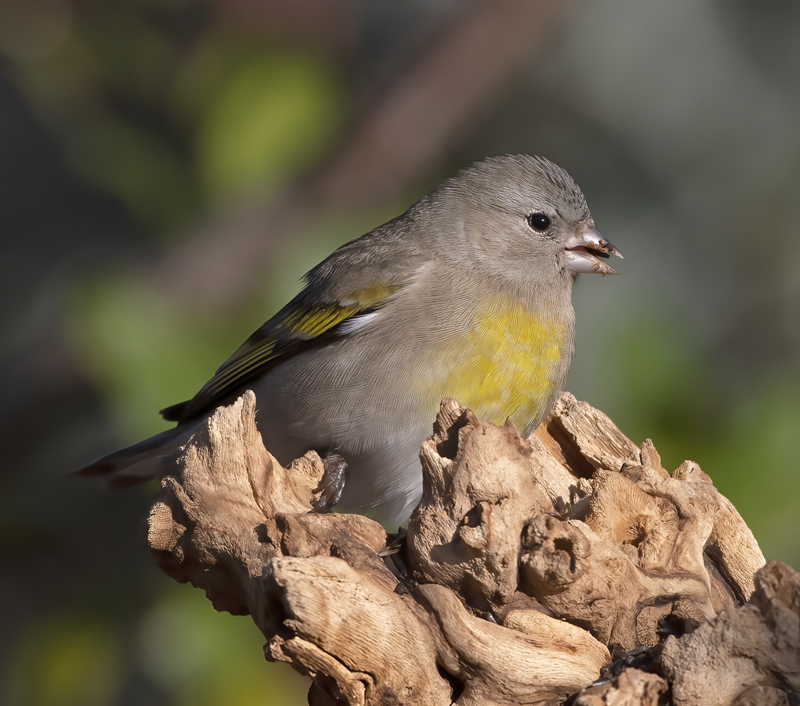 Lawrences_Goldfinch_21_CA_247