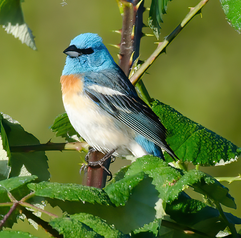 Lazuli_Bunting_13_OR_001