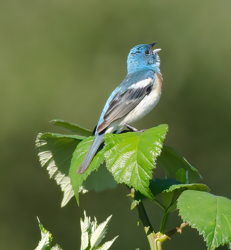Lazuli_Bunting_13_OR_013