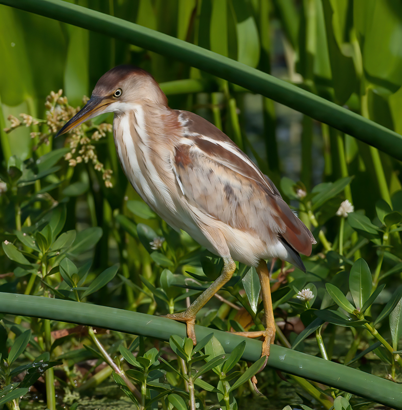 Least_Bittern_10_FL_046