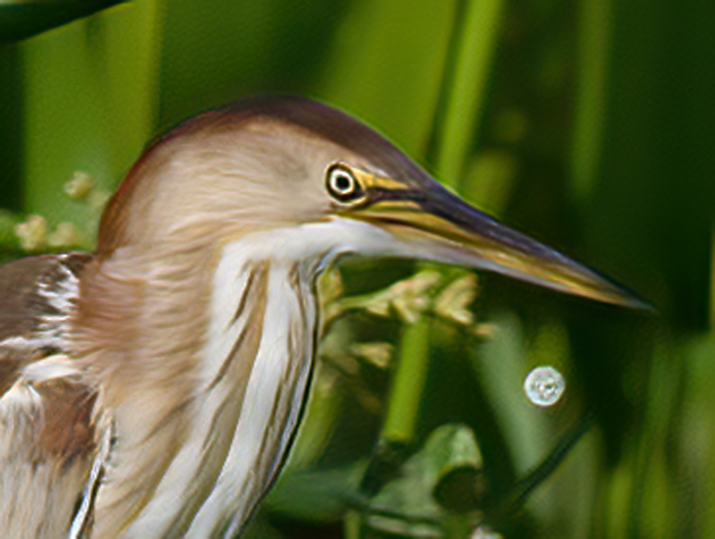 Least_Bittern_10_FL_055