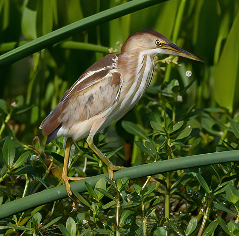 Least_Bittern_10_FL_056