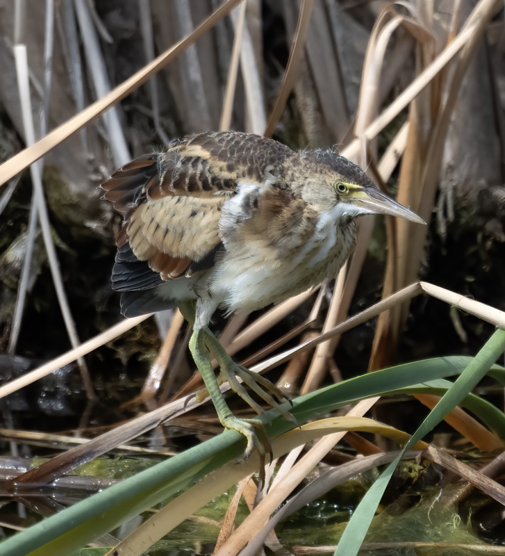 Least_Bittern_23_CA_L_584