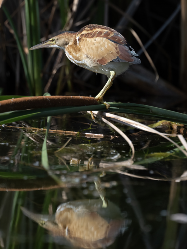 Least_Bittern_23_CA_L_600 (1)