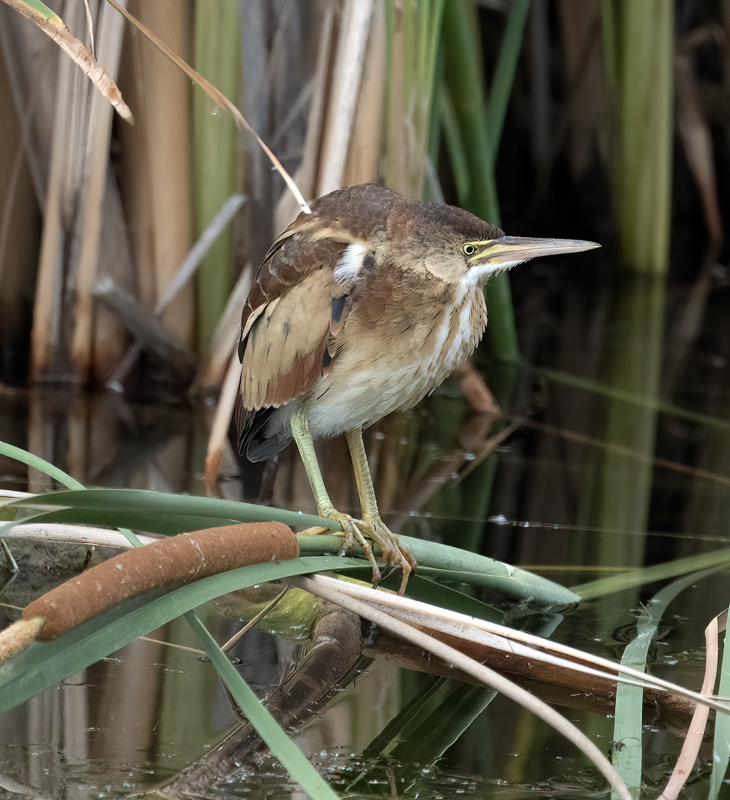 Least_Bittern_23_CA_L_603