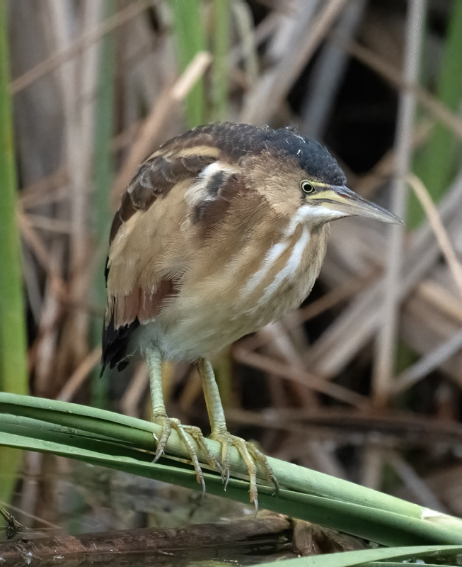 Least_Bittern_23_CA_L_624
