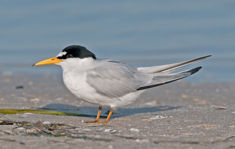 Least_Tern_09_FL_016